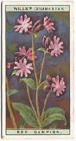 Red Campion: Silene dioica. Wild Flower. Will's Cigarette Card 1923.