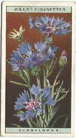 Cornflower: Centaurea cyanus. Wild Flower. Will's Cigarette Card 1923.