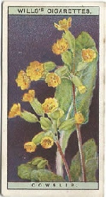 Cowslip: Primula veris. Wild Flower. Will's Cigarette Card 1923.