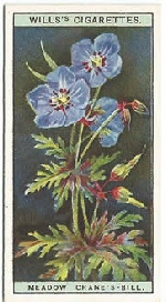 Meadow Crane’s-bill: Geranium pratense. Wild Flower. Will's Cigarette Card 1923.