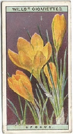 Yellow Crocus: Crocus flavus. Wild Flower. Will's Cigarette Card 1923.