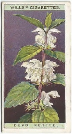 White Dead-nettle: Lamium album. Wild Flower. Will's Cigarette Card 1923.
