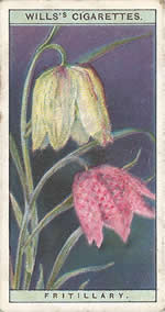 Fritillary: Fritillaria meleagris. Wild Flower. Will's Cigarette Card 1923.