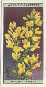Dwarf Gorse: Ulex minor. Wild Flower. Will's Cigarette Card 1923.