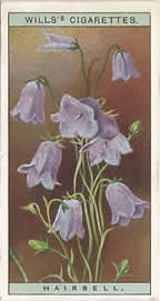 Harebell: Campanula rotundifolia. Wild Flower. Will's Cigarette Card 1923.