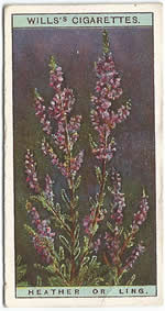 Heather: Calluna vulgaris. Wild Flower. Will's Cigarette Card 1923.