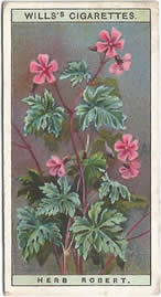 Herb Robert: Geranium robertianum. Wild Flower. Will's Cigarette Card 1923.