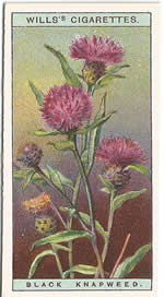 Common Knapweed: Centaurea nigra. Wild Flower. Will's Cigarette Card 1923.