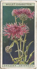 Greater Knapweed: Centaurea scabiosa. Wild Flower. Will's Cigarette Card 1923.