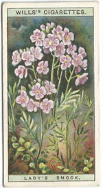 Cuckoo Flower: Cardamine pratensis. Wild Flower. Will's Cigarette Card 1923.