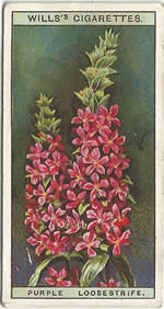Purple-loosestrife: Lythrum salicaria. Wild Flower. Will's Cigarette Card 1923.