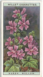 Common Mallow: Malva sylvestris. Wild Flower. Will's Cigarette Card 1923.