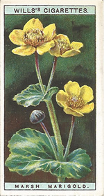 Marsh Marigold: Caltha palustris. Wild Flower. Will's Cigarette Card 1923.