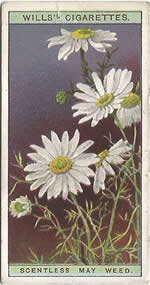 Scentless Mayweed: Tripleurospermum inodorum. Wild Flower. Will's Cigarette Card 1923.