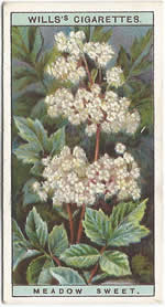 Meadowsweet: Filipendula ulmaria. Wild Flower. Will's Cigarette Card 1923.