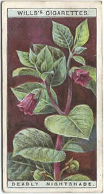 Deadly Nightshade: Atropa belladonna. Wild Flower. Will's Cigarette Card 1923.