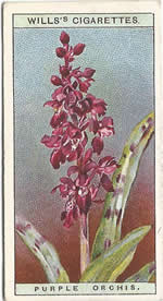 Early-purple Orchid: Orchis mascula. Wild Flower. Will's Cigarette Card 1923.