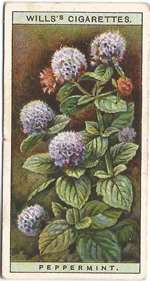 Peppermint: Mentha piperita. Wild Flower. Will's Cigarette Card 1923.