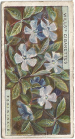 Lesser Periwinkle: Vinca minor. Wild Flower. Will's Cigarette Card 1923.