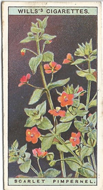 Scarlet Pimpernel: Anagallis arvensis. Wild Flower. Will's Cigarette Card 1923.