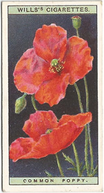 Common Poppy: Papaver rhoeas. Wild Flower. Will's Cigarette Card 1923.