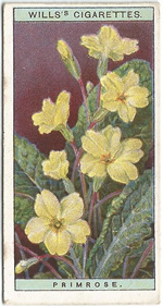 Primrose: Primula vulgaris. Wild Flower. Will's Cigarette Card 1923.