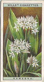 Ramsons: Allium ursinum. Wild Flower. Will's Cigarette Card 1923.