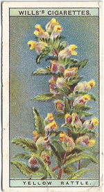 Yellow Rattle: Rhinanthus minor. Wild Flower. Will's Cigarette Card 1923.