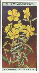 Common Rock-rose: Helianthemum nummularium. Wild Flower. Will's Cigarette Card 1923.