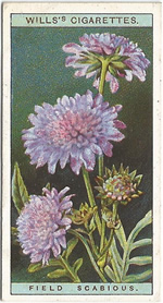 Field Scabious: Knautia arvensis. Wild Flower. Will's Cigarette Card 1923.