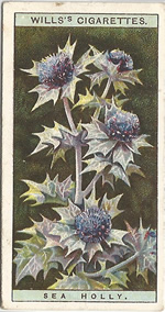 Sea Holly: Eryngium maritimum. Wild Flower. Will's Cigarette Card 1923.