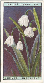Summer Snowflake: Leucojum aestivum. Wild Flower. Will's Cigarette Card 1923.