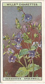 Germander Speedwell: Veronica chamaedrys. Wild Flower. Will's Cigarette Card 1923.