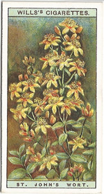 Hairy St John's-wort: Hypericum hirsutum. Wild Flower. Will's Cigarette Card 1923.