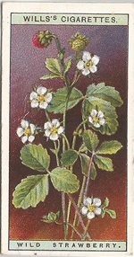 Wild Strawberry: Fragaria vesca. Wild Flower. Will's Cigarette Card 1923.