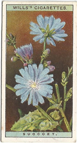 Chicory: Cichorium intybus. Wild Flower. Will's Cigarette Card 1923.