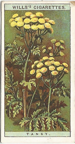 Tansy: Tanacetum vulgare. Wild Flower. Will's Cigarette Card 1923.