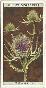 Wild Teasel: Dipsacus fullonum. Wild Flower. Will's Cigarette Card 1923.