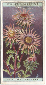 Carline Thistle: Carlina vulgaris. Wild Flower. Will's Cigarette Card 1923.