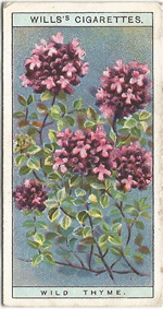 Wild Thyme: Thymus polytrichus. Wild Flower. Will's Cigarette Card 1923.