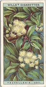 Traveller’s-joy: Clematis vitalba. Wild Flower. Will's Cigarette Card 1923.