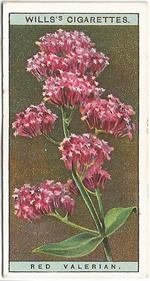 Red Valerian: Centranthus ruber. Wild Flower. Will's Cigarette Card 1923.