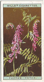 Tufted Vetch: Vicia cracca. Wild Flower. Will's Cigarette Card 1923.