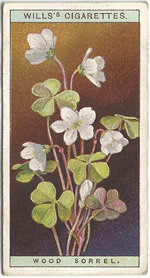 Wood Sorrel: Oxalis acetosella. Wild Flower. Will's Cigarette Card 1923.