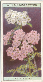 Yarrow: Achillea millefolium. Wild Flower. Will's Cigarette Card 1923.