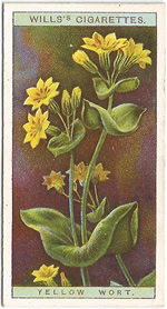 Yellow-wort: Blackstonia perfoliata. Wild Flower. Will's Cigarette Card 1923.