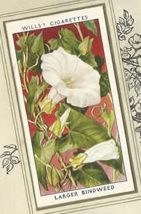 Larger Bindweed. Wildflower. Cigarette Card 1936.