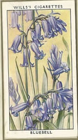 Bluebell. Wildflower. Cigarette Card 1936.