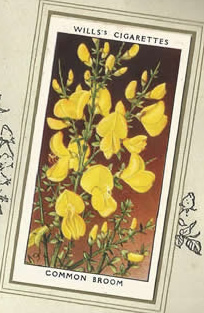 Broom: Cytisus scoparius. Cigarette Card. Will's 'Wild Flowers' 1936