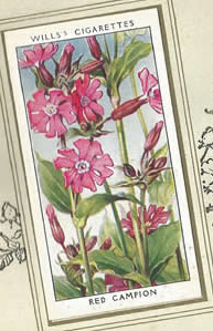 Red Campion. Wildflower. Cigarette Card 1936.